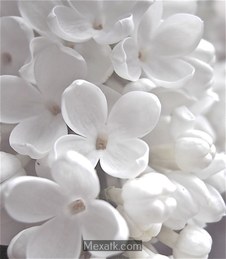 white flower photo 1