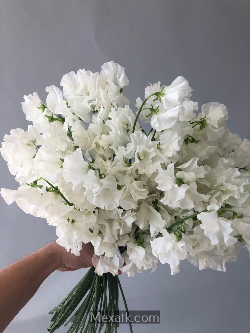 white flower photo 2
