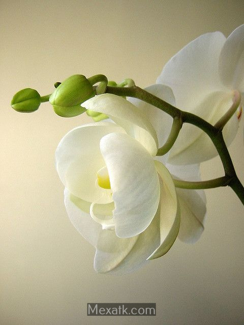 white flower photo 3